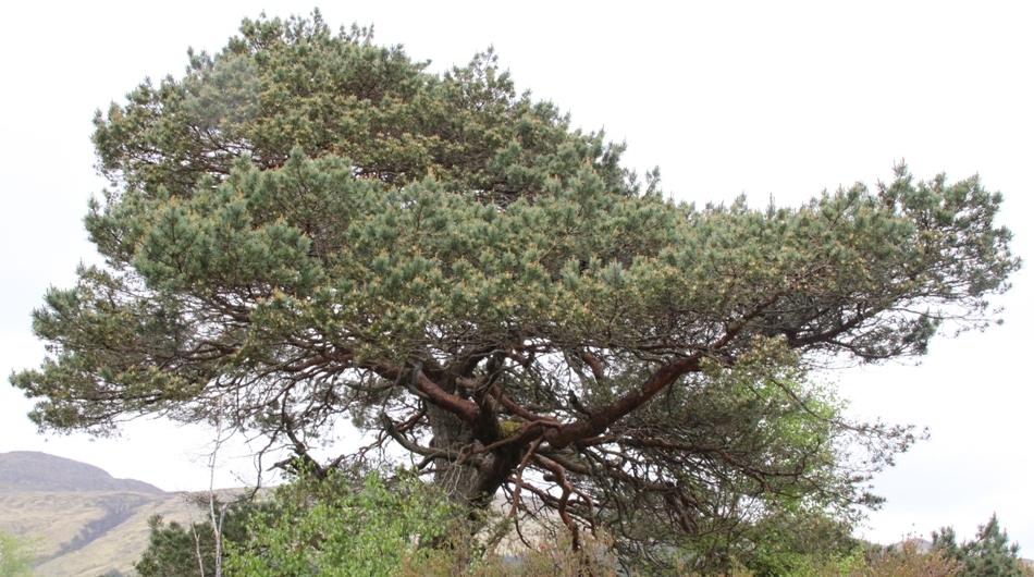 pine